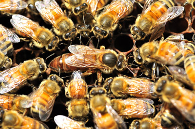 queen bee with workers