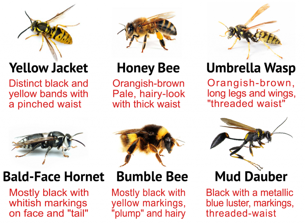 comparison bees updated